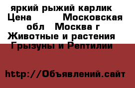 яркий рыжий карлик › Цена ­ 500 - Московская обл., Москва г. Животные и растения » Грызуны и Рептилии   